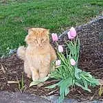 Flower, Plant, Cat, Grass, Fawn, Road Surface, Carnivore, Whiskers, Groundcover, Petal, Small To Medium-sized Cats, Felidae, Tail, Wood, Annual Plant, Soil, Furry friends, Spring, Asphalt