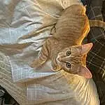 Cat, Felidae, Carnivore, Small To Medium-sized Cats, Textile, Ear, Comfort, Whiskers, Wood, Fawn, Couch, Snout, Tail, Domestic Short-haired Cat, Furry friends, Linens, Plant, Room