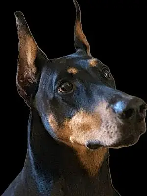Name Doberman Pinscher Dog Arya