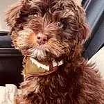 Dog, Dog breed, Carnivore, Liver, Water Dog, Companion dog, Toy Dog, Snout, Dog Collar, Terrier, Canidae, Collar, Working Animal, Maltepoo, Furry friends, Yorkipoo, Small Terrier, Puppy love, Poodle Crossbreed