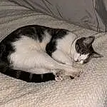 Cat, Comfort, Carnivore, Grey, Felidae, Small To Medium-sized Cats, Whiskers, Snout, Domestic Short-haired Cat, Tail, Paw, Furry friends, Nap, Linens, Black & White, Sleep