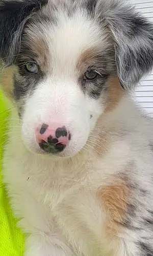 Name Australian Shepherd Dog Bindi