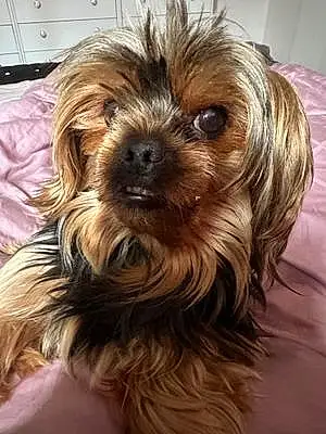 Name Yorkshire Terrier Dog Chewbacca