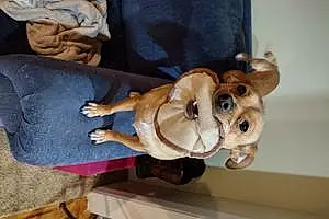 Name Chihuahua Dog Capone