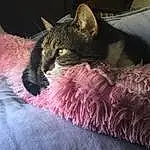 Cat, Eyes, Felidae, Small To Medium-sized Cats, Jaw, Ear, Carnivore, Comfort, Whiskers, Couch, Snout, Black cats, Tail, Bed, Domestic Short-haired Cat, Paw, Cat Bed, Claw, Cat Supply, Lap