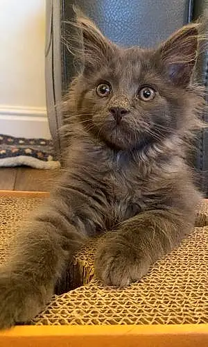 Name Maine Coon Cat Adrian