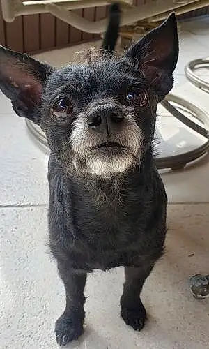 Name Chihuahua Dog Banner