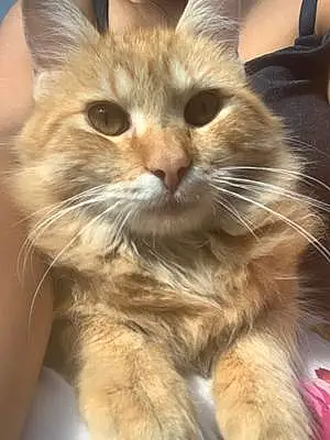 Name Cat Cinnamon