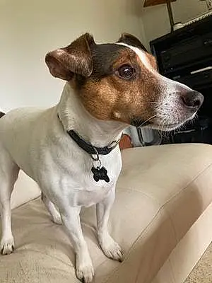 Name Jack Russell Dog Digger