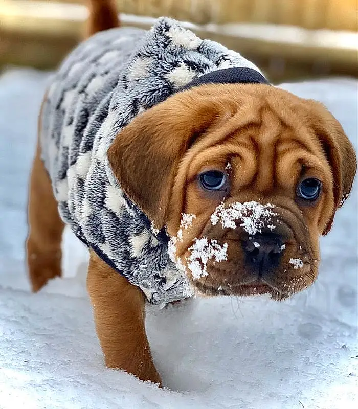 Dog, Shar Pei, Dog breed, Carnivore, Companion dog, Fawn, Wrinkle, Snout, Working Animal, Collar, Dog Collar, Canidae, Leash, Furry friends, Snow, Winter, Whiskers, Working Dog