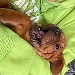 Dog, Dog breed, Carnivore, Comfort, Ear, Liver, Companion dog, Working Animal, Fawn, Wrinkle, Snout, Toy Dog, Canidae, Nap, Linens, Bedtime, Sleep, Furry friends, Baby