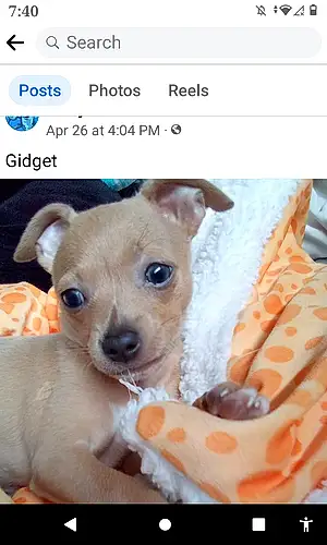 Name Dog Gidget