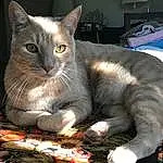 Cat, Felidae, Carnivore, Small To Medium-sized Cats, Whiskers, Grey, Snout, Domestic Short-haired Cat, Furry friends, Tail, Cat Furniture, Comfort, Paw, Puzzle, Cat Supply, Sitting