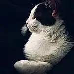 Eyes, Cat, Felidae, Carnivore, Small To Medium-sized Cats, Flash Photography, Window, Whiskers, Tints And Shades, Tail, Snout, Darkness, Paw, Black & White, Furry friends, Sky, Domestic Short-haired Cat, Plant, Art, Monochrome