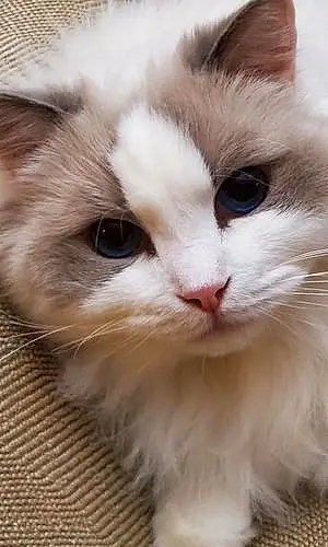 Name Ragdoll Cat Chelsea