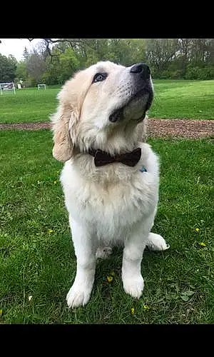 Name Great Pyrenees Dog Bauer
