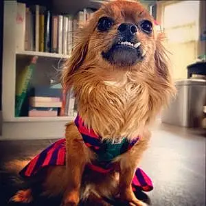 Name Chihuahua Dog Esther