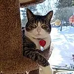 Cat, Felidae, Carnivore, Small To Medium-sized Cats, Whiskers, Tree, Snout, Snow, Comfort, Plant, Furry friends, Tail, Domestic Short-haired Cat, Winter, Carmine, Freezing, Pattern, Claw