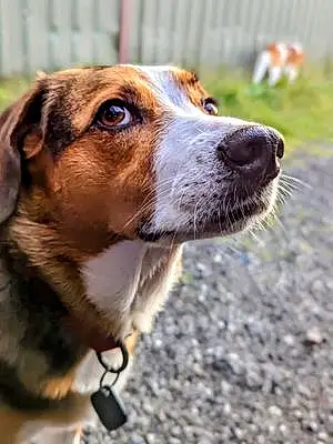 Name Beagle Dog Poppy