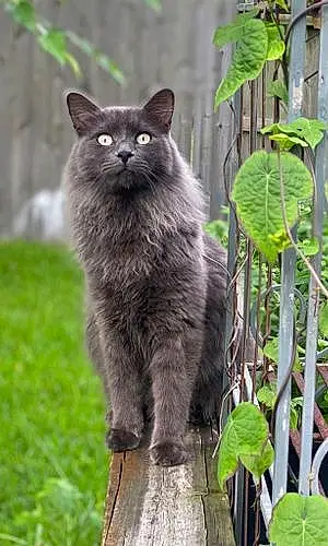 Name Norwegian Forest Cat Cat Beerus
