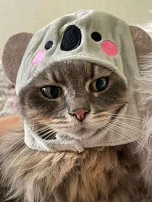 Siberian Cat Cat Stevens