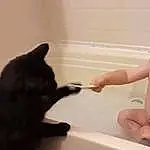 Bathtub, Water, Baby Bathing, Bathroom, Cat, Fluid, Carnivore, Gesture, Smile, Baby, Bathing, Felidae, Toddler, Plumbing, Plumbing Fixture, Small To Medium-sized Cats, Bath Toy, Foot, Chest, Fun