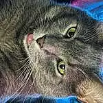 Cat, Carnivore, Felidae, Whiskers, Small To Medium-sized Cats, Snout, Close-up, Furry friends, Domestic Short-haired Cat, Electric Blue, Terrestrial Animal