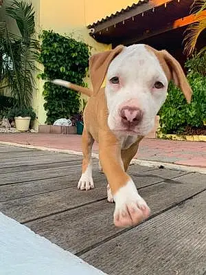 Name Pit Bull Terrier Dog Almond