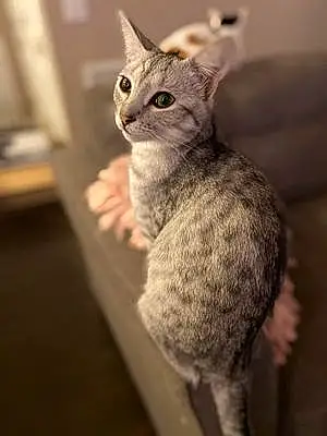 Egyptian Mau Cat Lena