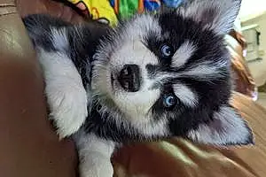 Name Husky Dog Balto