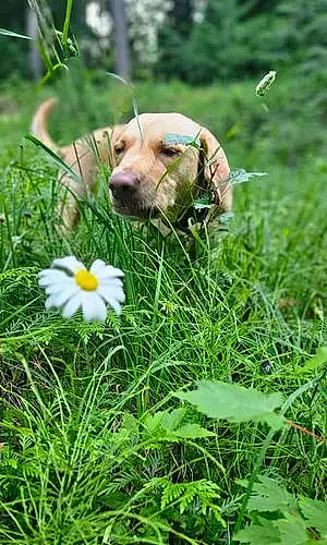 Name Labrador Retriever Dog Billie