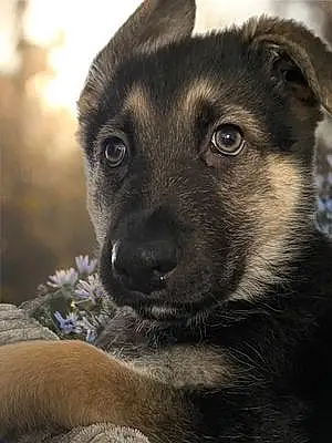 Name German Shepherd Dog Digger