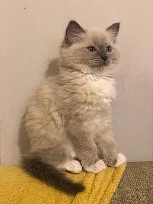 Name Ragdoll Cat Alan