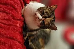 British Shorthair Cat Yumyum