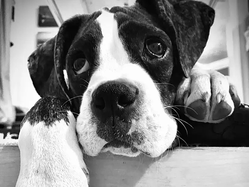 Dog, Dog breed, Carnivore, Black-and-white, Style, Working Animal, Companion dog, Black & White, Monochrome, Beauty, Snout, Bored, Comfort, Furry friends, Collar, Non-sporting Group, Photography, Whiskers