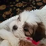 Dog, Eyes, Carnivore, Dog breed, Companion dog, Fawn, Working Animal, Liver, Toy Dog, Shih Tzu, Snout, Shih-poo, Small Terrier, Terrier, Furry friends, Canidae, Whiskers, Puppy love, Mal-shi