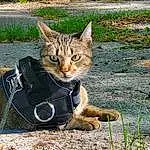 Cat, Plant, Felidae, Carnivore, Small To Medium-sized Cats, Whiskers, Grass, Fawn, Terrestrial Animal, Tail, Snout, Tree, Furry friends, Domestic Short-haired Cat, Claw, Soil, Sitting, Drinking, Luggage And Bags