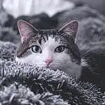 Plant, Cat, Felidae, Nature, Carnivore, Branch, Small To Medium-sized Cats, Tree, Whiskers, Grass, Snout, Snow, Close-up, Winter, Black & White, Paw, Furry friends, Domestic Short-haired Cat, Freezing, Wilderness