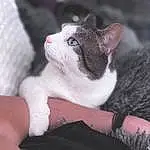 Hand, Cat, Eyes, White, Comfort, Felidae, Carnivore, Small To Medium-sized Cats, Finger, Whiskers, Pink, Fawn, Snout, Nail, Tail, Foot, Human Leg, Paw, Domestic Short-haired Cat, Tree