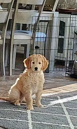 Name Goldendoodle Dog Franny