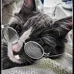 Glasses, Cat, Vision Care, Ear, Cloud, Eyewear, Grey, Style, Black-and-white, Carnivore, Whiskers, Felidae, Technology, Electronic Device, Small To Medium-sized Cats, Snout, Beauty, Black & White, Comfort, Audio Equipment