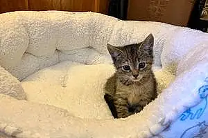 Name American Shorthair Cat Emmy