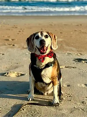 Name Beagle Dog Andy