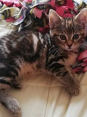 Tabby Cat Rosie