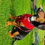 Dog, Dog breed, Carnivore, Collar, Grass, Fawn, Companion dog, Dog Supply, Snout, Hound, Dog Collar, Canidae, Pinscher, Guard Dog, Working Dog, Art, Dobermann, Hunting Dog, Scent Hound