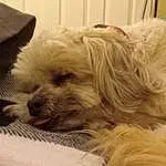 Dog, Carnivore, Dog breed, Fawn, Companion dog, Comfort, Toy Dog, Working Animal, Snout, Shih-poo, Small Terrier, Terrier, Liver, Canidae, Furry friends, Plant, Nap, Shih Tzu, Puppy