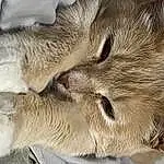 Cat, Carnivore, Felidae, Small To Medium-sized Cats, Fawn, Whiskers, Paw, Domestic Short-haired Cat, Terrestrial Animal, Furry friends, Tail, Claw, Comfort, Nap, Sleep