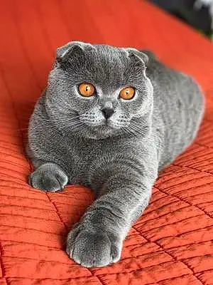 Name Scottish Fold Cat Alvin