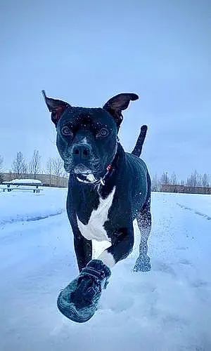 Winter Pit Bull Terrier Dog Moxley