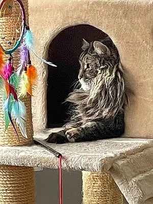 Name Maine Coon Cat Alley